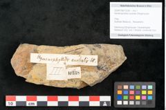 Foto (Objekt + Etikett) von Hymenophyllites australis Ettingshausen (NHMW-GEO-2024-0188-10338)